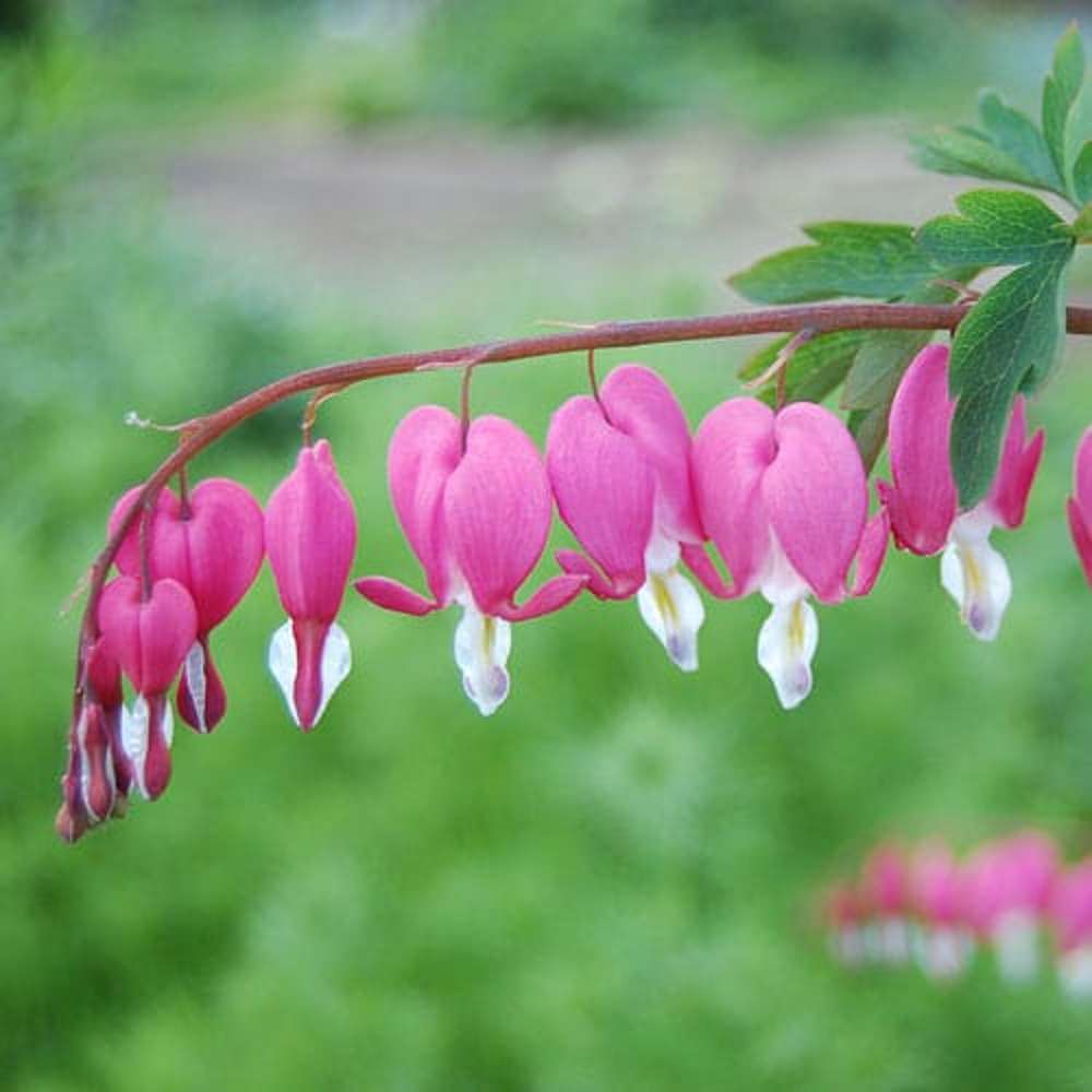 Løjtnantshjerte 'Pink'